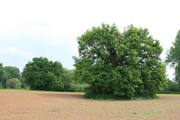 Opatovice nad Labem, Tůň, 17.5.2008
Na polích mezi Tůní a rezervací Hrozná rostou mohutné solitérní duby. 
Klíčová slova: Opatovice nad Labem Tůň dub