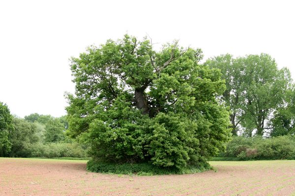 Opatovice nad Labem, Tůň, 17.5.2008
Na polích mezi Tůní a rezervací Hrozná rostou mohutné solitérní duby. 
Mots-clés: Opatovice nad Labem Tůň dub