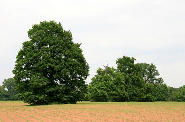 Opatovice nad Labem, Tůň, 17.5.2008
Na polích mezi Tůní a rezervací Hrozná rostou mohutné solitérní duby. 
Klíčová slova: Opatovice nad Labem Tůň dub