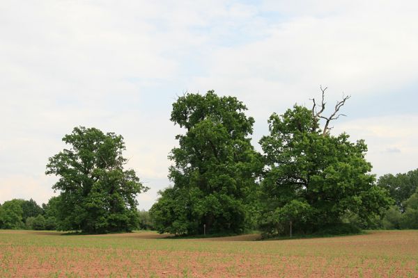 Opatovice nad Labem, Tůň, 17.5.2008
Na polích mezi Tůní a rezervací Hrozná rostou mohutné solitérní duby. Před pár lety mezi nimi byla dlouhá mez. Někomu překážela a tak ji rozoral. 
Klíčová slova: Opatovice nad Labem Tůň dub