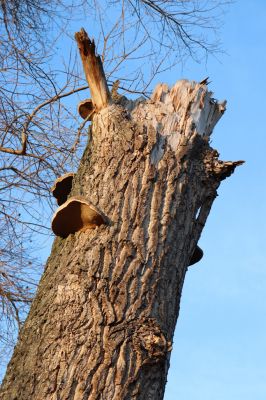 Opatovice nad Labem, 1.1.2020
Hrozná, topol u břehu Labe. Biotop potemníka Neomida haemorrhoidalis.
Klíčová slova: Opatovice nad Labem Hrozná Neomida haemorrhoidalis