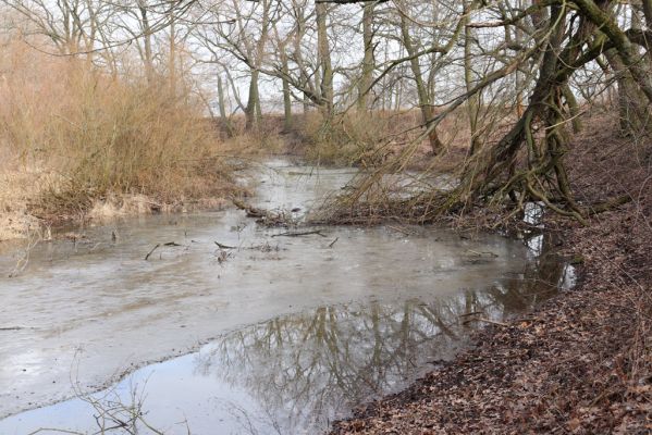 Opatovice nad Labem, 20.2.2019
Hrozná. 
Klíčová slova: Opatovice nad Labem Hrozná