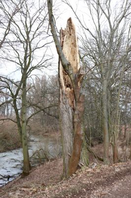Opatovice nad Labem, 20.2.2019
Hrozná. Rozlomený topol osídlený kovaříky Brachygonus megerlei.
Klíčová slova: Opatovice nad Labem Hrozná Brachygonus megerlei