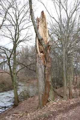 Opatovice nad Labem, 20.2.2019
Hrozná. Rozlomený topol osídlený kovaříky Brachygonus megerlei.
Schlüsselwörter: Opatovice nad Labem Hrozná Brachygonus megerlei