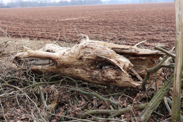 Opatovice nad Labem, 20.2.2019
Hrozná. Rozlomený topol osídlený kovaříky Brachygonus megerlei.
Klíčová slova: Opatovice nad Labem Hrozná Brachygonus megerlei