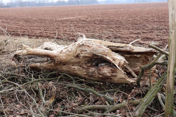 Opatovice nad Labem, 20.2.2019
Hrozná. Rozlomený topol osídlený kovaříky Brachygonus megerlei.
Schlüsselwörter: Opatovice nad Labem Hrozná Brachygonus megerlei