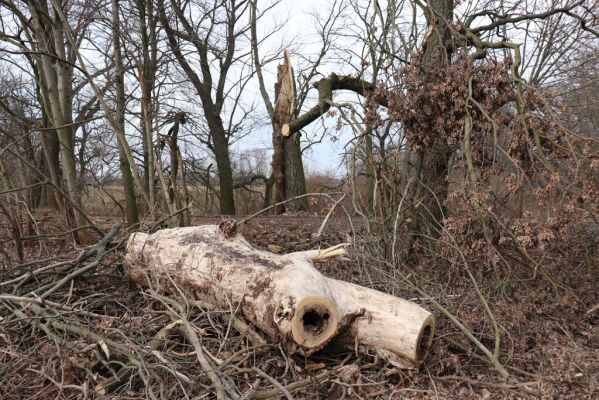 Opatovice nad Labem, 20.2.2019
Hrozná. Rozlomený topol osídlený kovaříky Brachygonus megerlei.
Klíčová slova: Opatovice nad Labem Hrozná Brachygonus megerlei