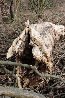 Opatovice nad Labem, 20.2.2019
Hrozná. Rozlomený topol osídlený kovaříky Brachygonus megerlei.
Klíčová slova: Opatovice nad Labem Hrozná Brachygonus megerlei