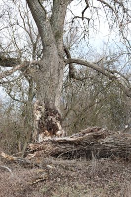 Opatovice nad Labem, 20.2.2019
Polabiny, rozlomený topol u břehu Labe.
Klíčová slova: Opatovice nad Labem Polabiny Melanotus villosus