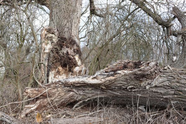 Opatovice nad Labem, 20.2.2019
Polabiny, rozlomený topol u břehu Labe.
Schlüsselwörter: Opatovice nad Labem Polabiny Melanotus villosus