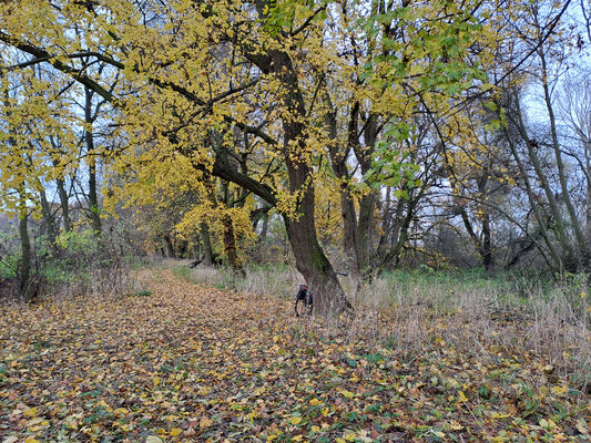 Keywords: Opatovice nad Labem