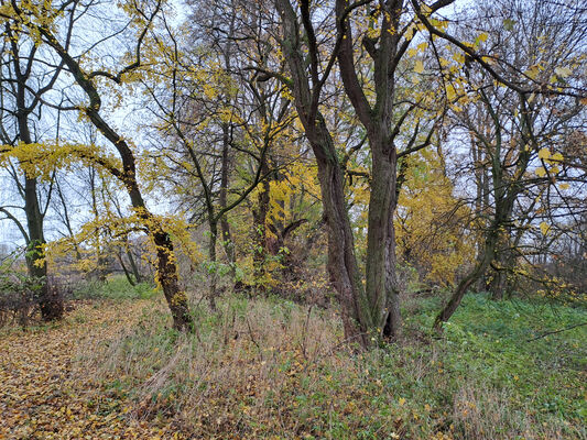 Keywords: Opatovice nad Labem