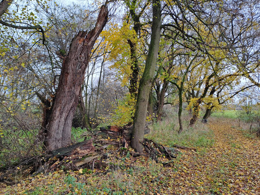 Schlüsselwörter: Opatovice nad Labem