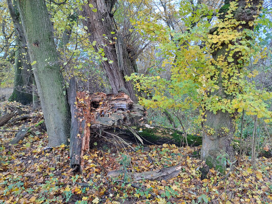 Schlüsselwörter: Opatovice nad Labem