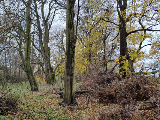 Klíčová slova: Opatovice nad Labem