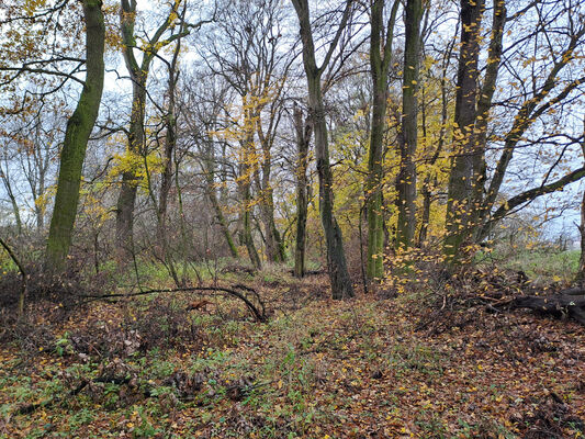 Klíčová slova: Opatovice nad Labem