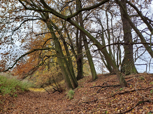 Schlüsselwörter: Opatovice nad Labem