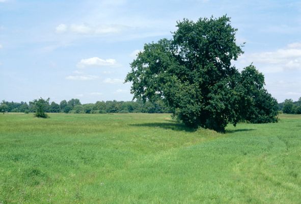 Opatovice nad Labem, 21.7.2001
Záplavové louky u pravého břehu Labe před jezem. Biotop kovaříka Oedostethtus quadripustulatus.
Klíčová slova: Opatovice nad Labem Oedostethus quadripustulatus