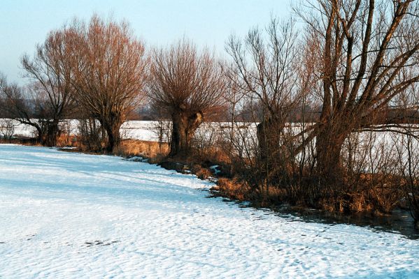 Opatovice nad Labem, 25.2.2006
Vrby u Opaťáku.

Klíčová slova: Opatovice nad Labem Opaťák Aulonothroscus brevicollis