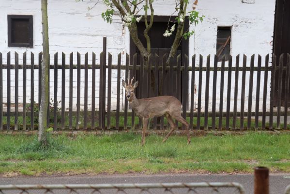 Opatovice nad Labem, 2.5.2020
Pohřebačka, výhled z č.p. 34.
Klíčová slova: Opatovice nad Labem Pohřebačka