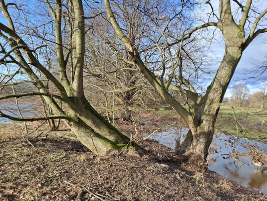 Opatovice nad Labem, 30.12.2023
Polabiny.
Keywords: Opatovice nad Labem Polabiny