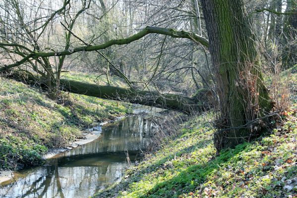 Opatovice, 31.3.2008
Kanál u staré hráze u Plačického potoka.
Klíčová slova: Opatovice Plačický potok