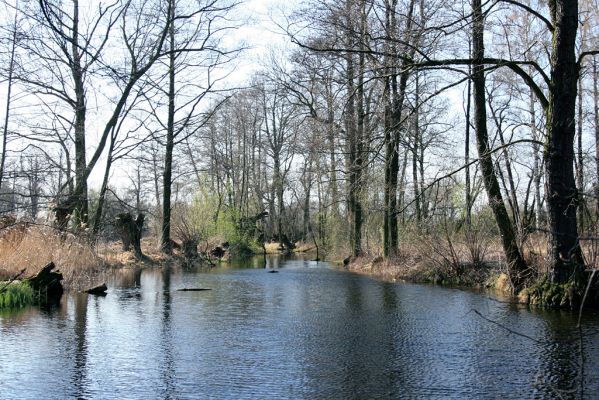 Opatovice, 31.3.2008
Slepé rameno u Plačického potoka.
Schlüsselwörter: Opatovice Plačický potok