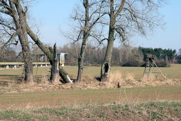 Opatovice-skupina topolů, 31.3.2008
Skupina starých topolů u silnice k Labi. Osidluje je bohaté společenství živočichů, např. vzácný dřevomil Eucnemis capucina.
Schlüsselwörter: Opatovice topoly Eucnemis capucina