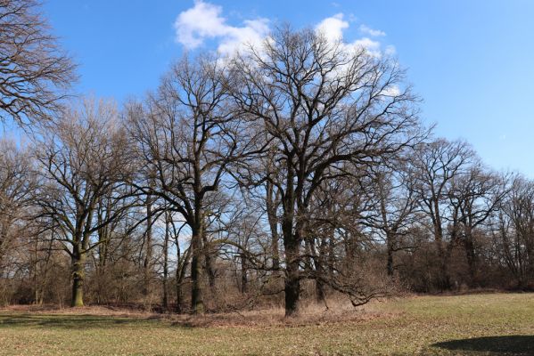 Opatovice nad Labem, 6.3.2021
Velký ostrov.
Klíčová slova: Opatovice nad Labem Velký Ostrov