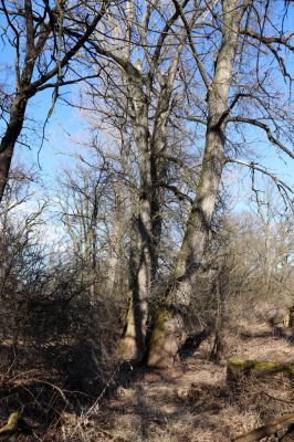 Opatovice nad Labem, 6.3.2021
Velký ostrov.
Schlüsselwörter: Opatovice nad Labem Velký Ostrov