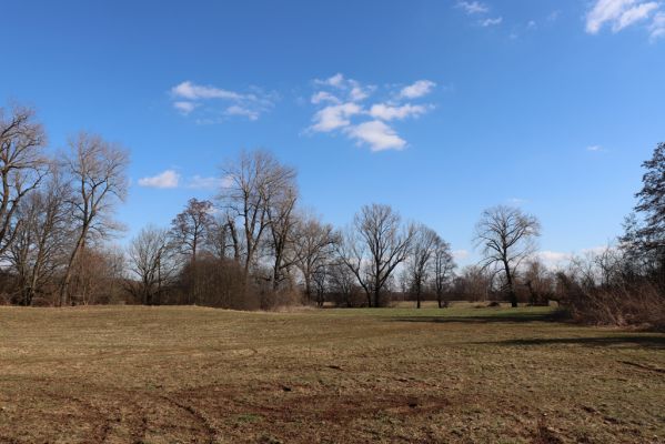 Opatovice nad Labem, 6.3.2021
Velký ostrov.
Mots-clés: Opatovice nad Labem Velký Ostrov