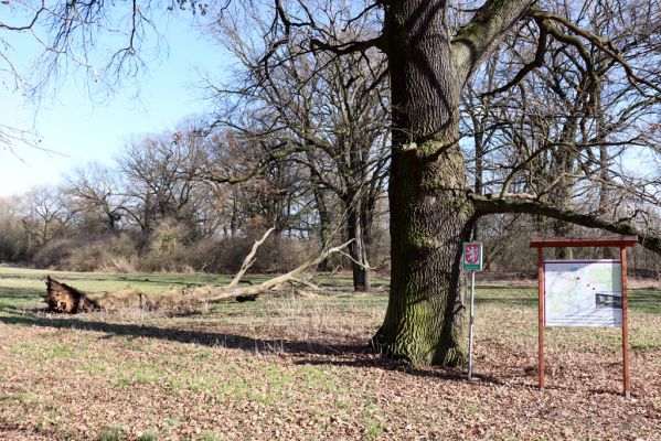 Opatovice nad Labem, 6.3.2021
Velký ostrov. Informační tabule o výsadku tří parašutistů skupiny Barium.
Klíčová slova: Opatovice nad Labem Velký Ostrov