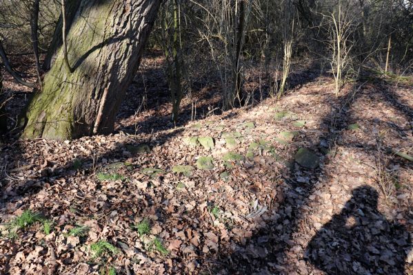Opatovice nad Labem, 6.3.2021
Velký ostrov.
Klíčová slova: Opatovice nad Labem Velký Ostrov