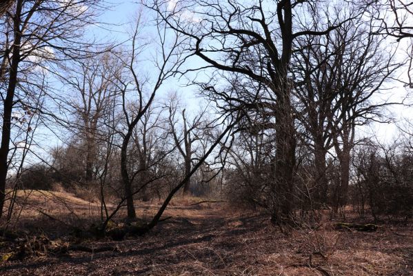 Opatovice nad Labem, 6.3.2021
Velký ostrov.
Klíčová slova: Opatovice nad Labem Velký Ostrov