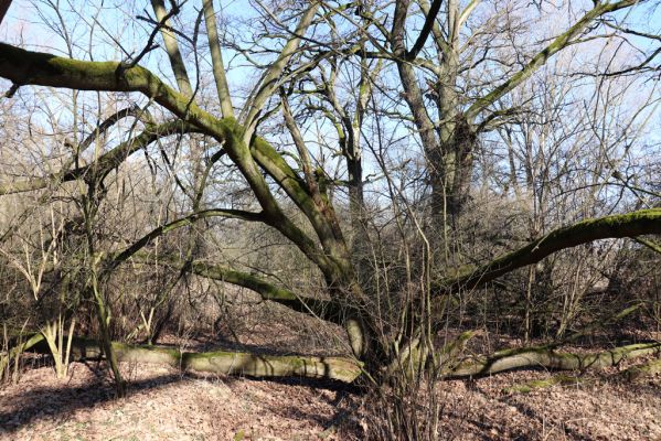 Opatovice nad Labem, 6.3.2021
Velký ostrov.
Klíčová slova: Opatovice nad Labem Velký Ostrov