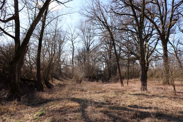 Opatovice nad Labem, 6.3.2021
Velký ostrov - staré koryto Labe.
Klíčová slova: Opatovice nad Labem Velký Ostrov