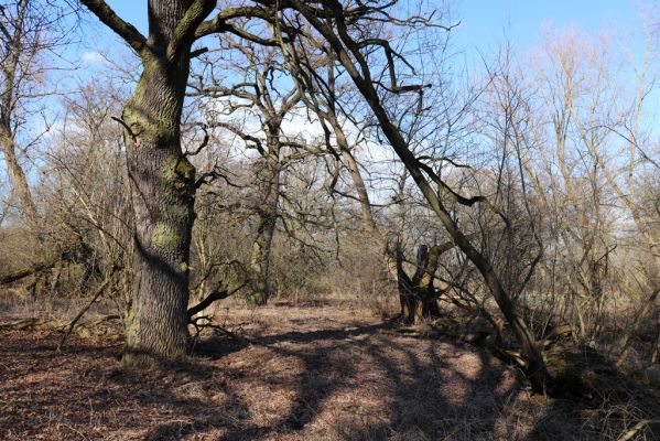 Opatovice nad Labem, 6.3.2021
Velký ostrov.
Klíčová slova: Opatovice nad Labem Velký Ostrov