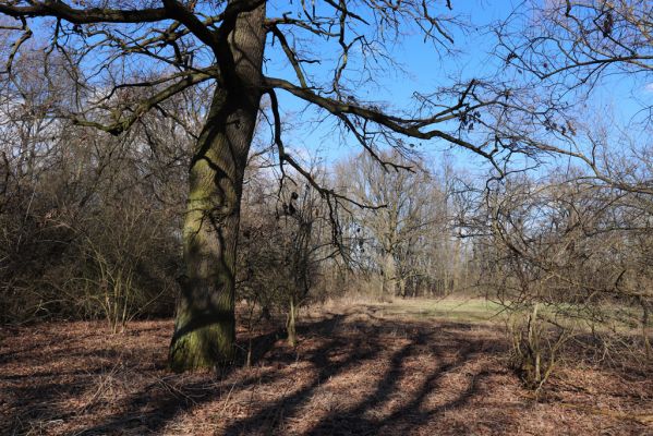 Opatovice nad Labem, 6.3.2021
Velký ostrov.
Klíčová slova: Opatovice nad Labem Velký Ostrov