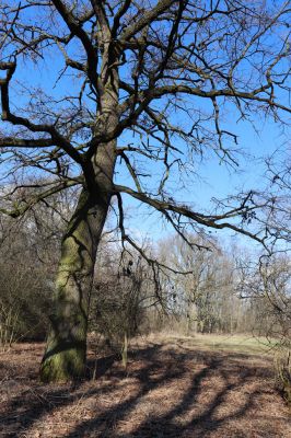 Opatovice nad Labem, 6.3.2021
Velký ostrov.
Klíčová slova: Opatovice nad Labem Velký Ostrov