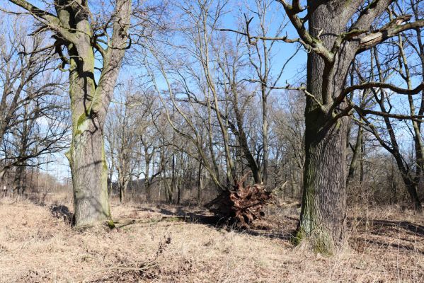 Opatovice nad Labem, 6.3.2021
Velký ostrov - padlý dub.
Klíčová slova: Opatovice nad Labem Velký Ostrov Tůň