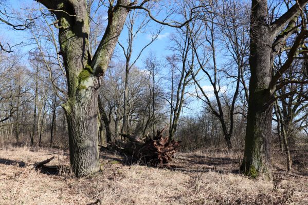 Opatovice nad Labem, 6.3.2021
Velký ostrov - padlý dub.
Klíčová slova: Opatovice nad Labem Velký Ostrov Tůň