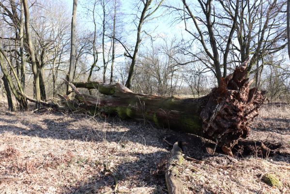 Opatovice nad Labem, 6.3.2021
Velký ostrov - padlý dub.
Klíčová slova: Opatovice nad Labem Velký Ostrov Tůň