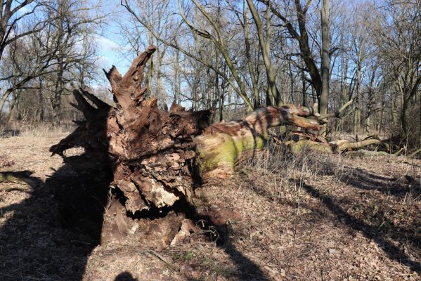Opatovice nad Labem, 6.3.2021
Velký ostrov - padlý dub.
Schlüsselwörter: Opatovice nad Labem Velký Ostrov Tůň