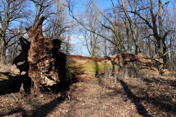 Opatovice nad Labem, 6.3.2021
Velký ostrov - padlý dub.
Klíčová slova: Opatovice nad Labem Velký Ostrov Tůň
