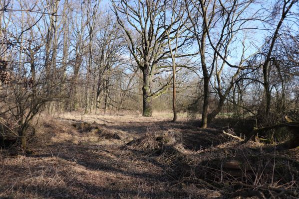 Opatovice nad Labem, 6.3.2021
Velký ostrov.
Klíčová slova: Opatovice nad Labem Velký Ostrov Tůň