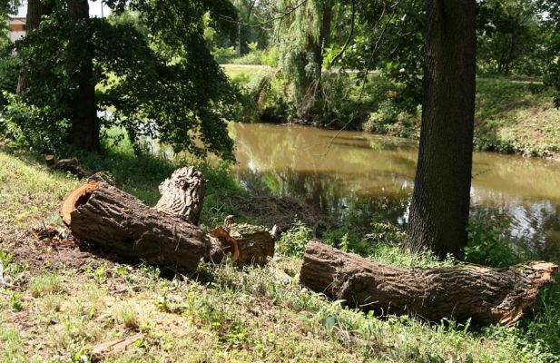 Opatovice nad Labem, 7.8.2009
Rozřezaný kmen vrby u Labského náhonu.
Mots-clés: Opatovice nad Labem Cetonischema aeruginosa Liocola lugubris