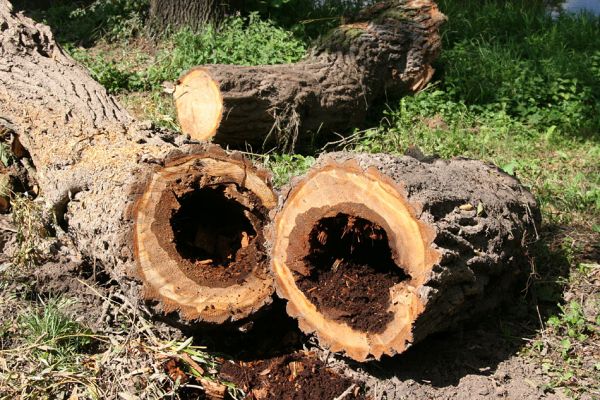 Opatovice nad Labem, 7.8.2009
Rozřezaný kmen vrby u Labského náhonu.
Schlüsselwörter: Opatovice nad Labem Cetonischema aeruginosa Liocola lugubris