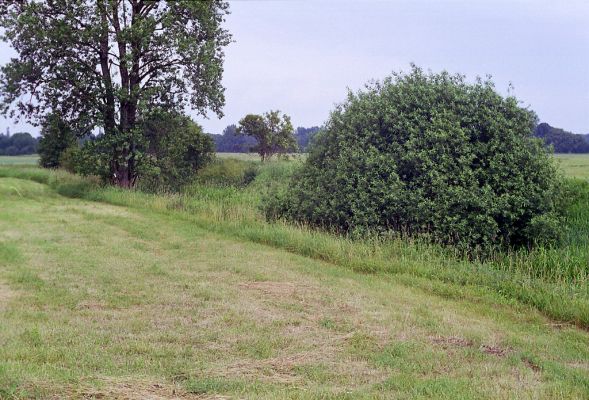 Opatovice nad Labem, 9.6.2002
Záplavové louky u pravého břehu Labe před jezem. Biotop kovaříka Oedostethus quadripustulatus.



Klíčová slova: Opatovice nad Labem Oedostethus quadripustulatus