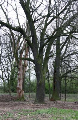 Opatovice nad Labem, Tůň, 10.4.2008
Po odstranění houštin náletových dřevin se objevily mohutné kmeny dubů.
Klíčová slova: Opatovice nad Labem Tůň lužní les