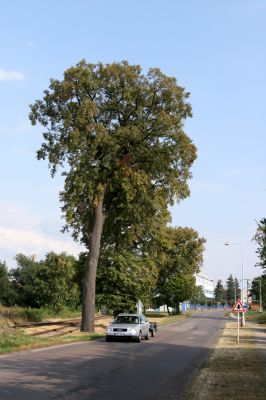 Opočno - Podzámčí, 15.9.2009
Lipová alej u železniční stanice.
Klíčová slova: Opočno Podzámčí Lamprodila rutilans